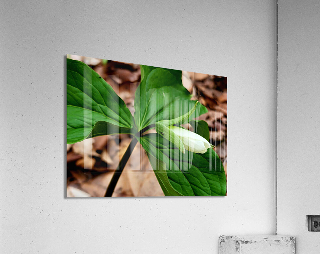White Trillium Bud Acrylic Print