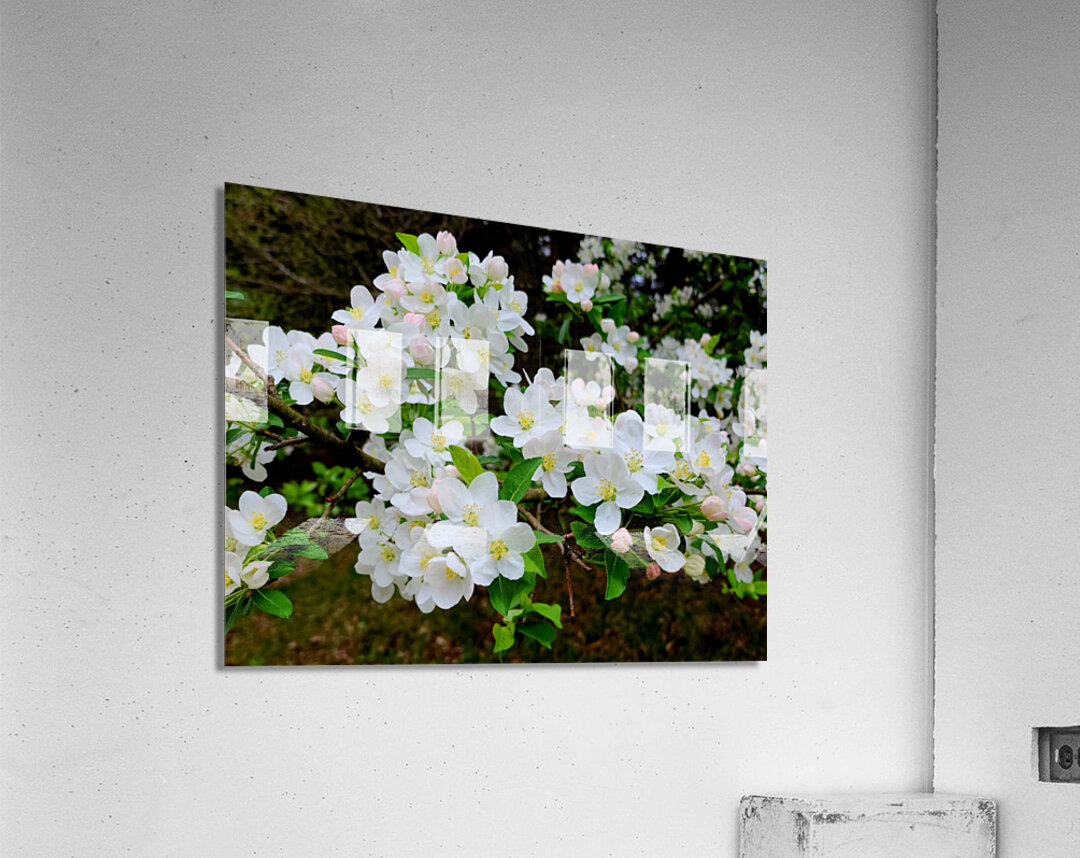 Apple Blossoms Acrylic Print