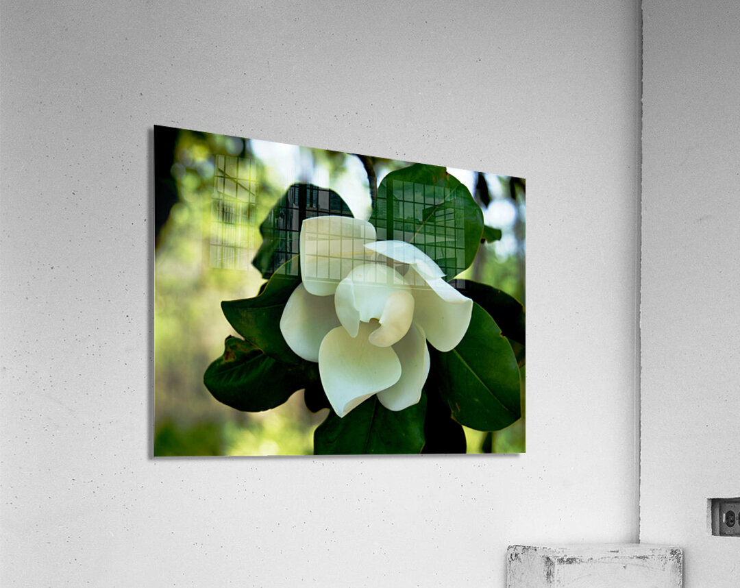 Magnolia Flower Acrylic Print