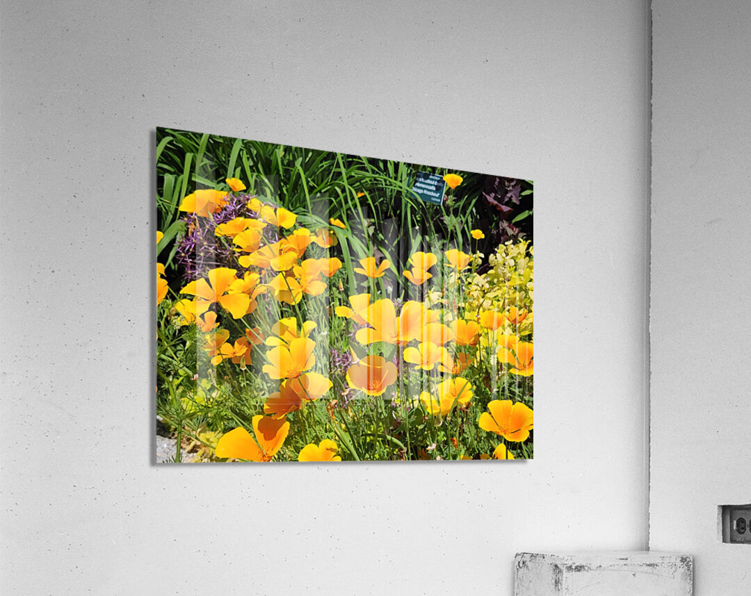 California Poppies Acrylic Print