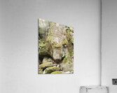 Faces Of The Smokies 1  Acrylic Print