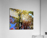 Golden Tree  Acrylic Print