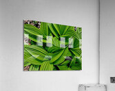 Green False Hellebore  Acrylic Print