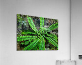 Maidenhair Spleenwort  Acrylic Print