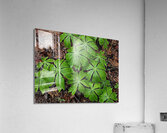 Mayapples 1  Acrylic Print