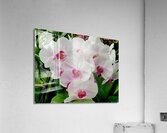 Orchid Cluster  Acrylic Print
