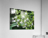 Poke Milkweed  Acrylic Print