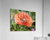 Poppy  Acrylic Print