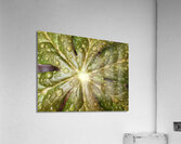 Raindrops on Mayapple  Acrylic Print