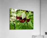 Red Trillium Nodding  Acrylic Print