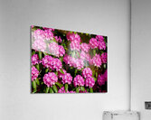 Rhododendron  Acrylic Print