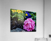 VT Peony 1  Acrylic Print