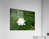 Water Lily 1  Acrylic Print