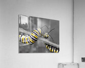 Monarch Caterpillars  Acrylic Print