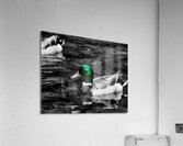 Mallard Duck  Acrylic Print