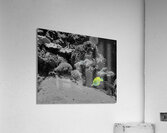 Tropical Fish  Acrylic Print