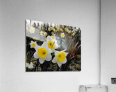 Daffodils  Acrylic Print