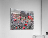 Poppies 1  Acrylic Print