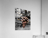 Pinecone  Acrylic Print