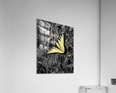 Swallowtail Butterfly  Acrylic Print