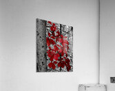 Virginia Creeper  Acrylic Print