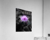 Thistle  Acrylic Print