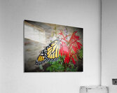 Monarch On Cardinal Flower  Acrylic Print