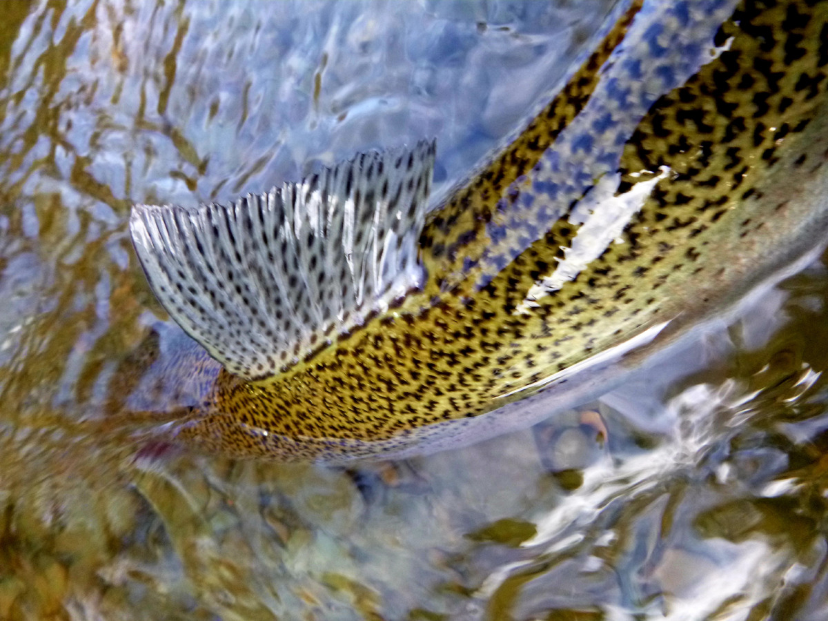 Impression de cadre personnalisé