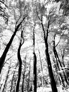 Pennsylvania Woods by Earthshine Emporium