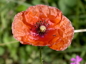 Poppy by Earthshine Emporium
