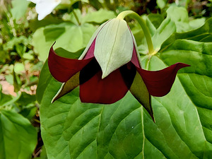 Red Trillium Nodding by Earthshine Emporium