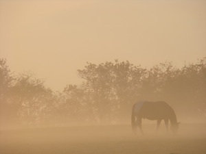 Misty Morning Grazing by Earthshine Emporium
