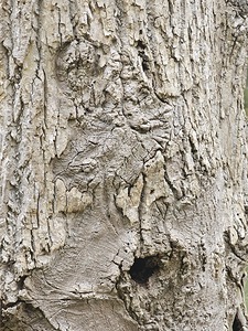 Faces Of The Smokies 3 by Earthshine Emporium