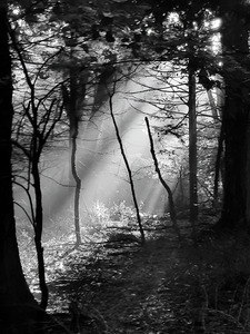 Morning Sunlight by Earthshine Emporium