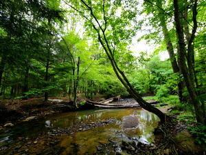 Laurel Run by Earthshine Emporium