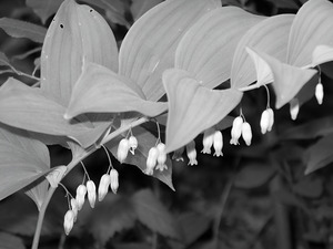 Solomon Seal by Earthshine Emporium