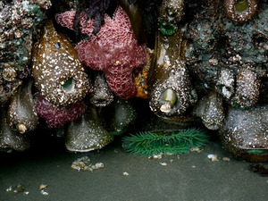 Tidal Pool 5 by Earthshine Emporium