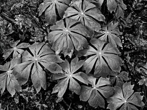 Mayapples by Earthshine Emporium