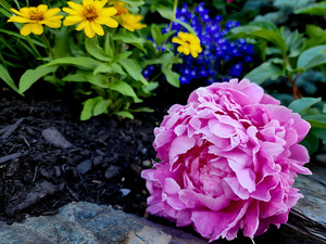 VT Peony 1 by Earthshine Emporium