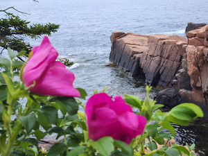Acadia Point by Earthshine Emporium