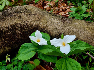 Trillium Duo by Earthshine Emporium
