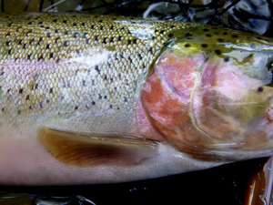Trout Operculum by Earthshine Emporium