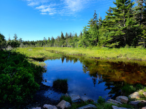 Acadia Wetland by Earthshine Emporium