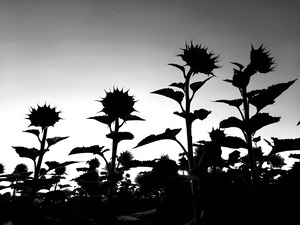 Sunflower Silhouette by Earthshine Emporium