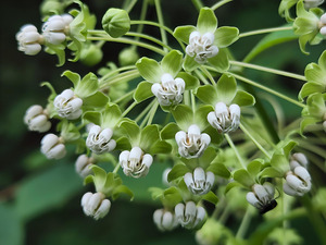 Poke Milkweed by Earthshine Emporium
