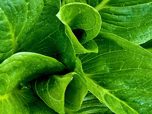 Skunk Cabbage Furls by Earthshine Emporium