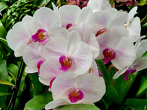 Orchid Cluster by Earthshine Emporium