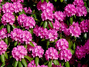 Rhododendron by Earthshine Emporium