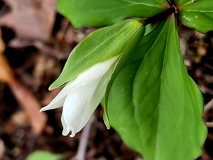 White Trillium Bud 1 by Earthshine Emporium