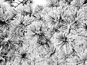 Snowy Conifer